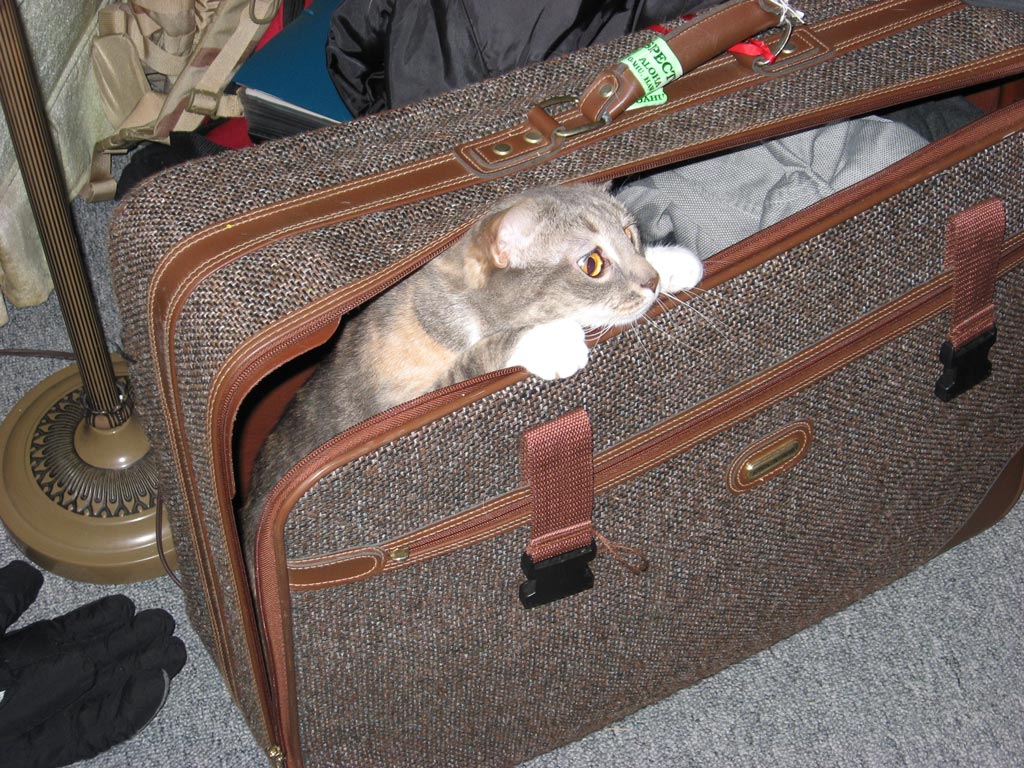 Luggage cat!