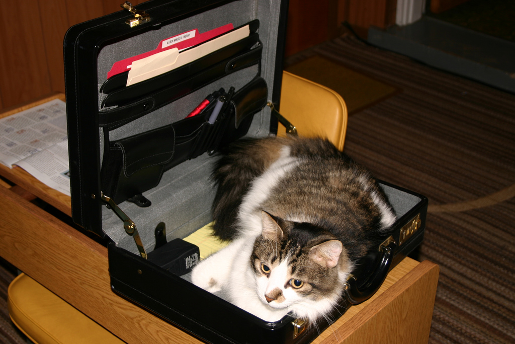 Calico cat laying in my briefcase