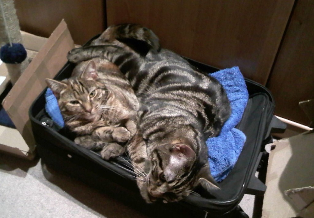 Packed Cats